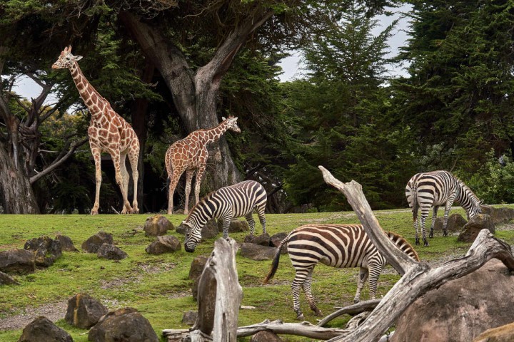 Bild mit Giraffen und Zebras aus dem Zoo Hannover