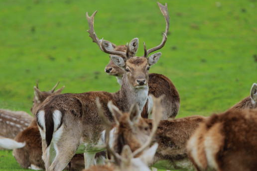 Bild Dammwild des Tierparks Hannover